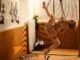 Performance shibari intime knibaku erotique