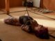 Gote shibari futomomo shibari ligne de taille floorplay shibari